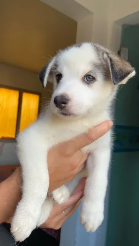 Filhote de Husky Siberiano Fêmea