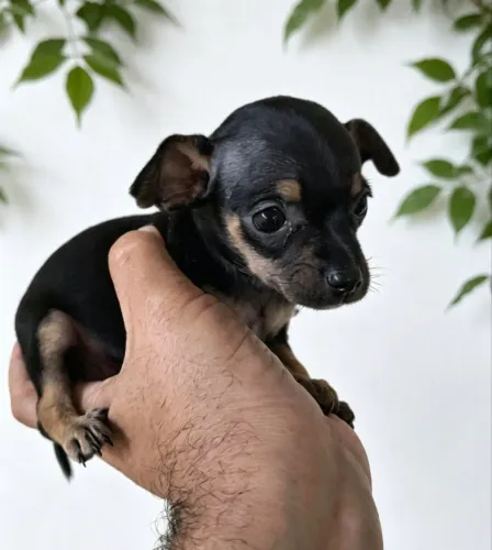Pinscher