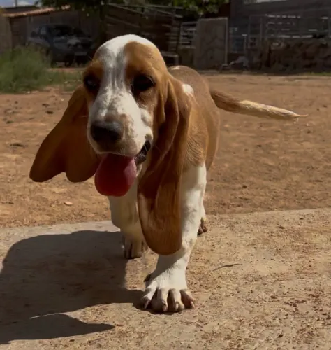 Basset hound filhotes