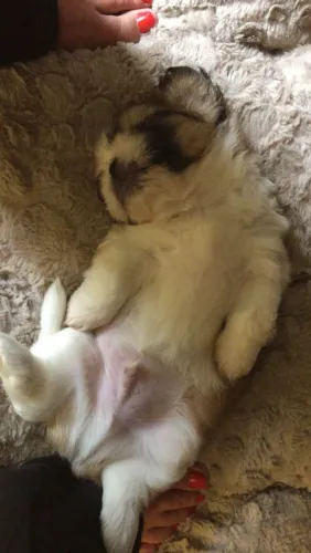 Shih Tzu Cachorrinho esperando por uma família especial