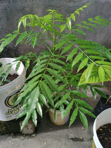 Cajarana ou cajá manga 