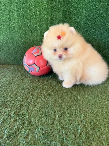 Lulu da Pomerania anão ursinho bibelô