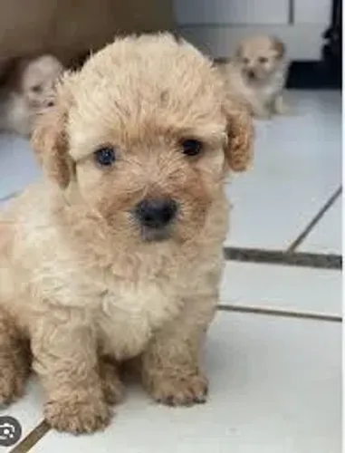Poodle O Poodle demonstrou interesse por um brinquedo diferente.