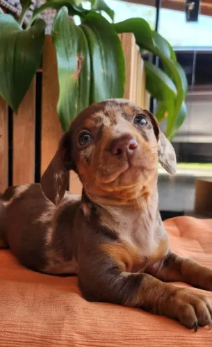 Basset/Cofap Com Pedigree, Excelente Companheiro! 