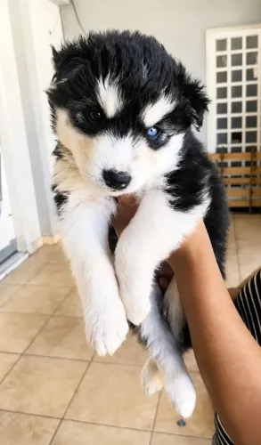 Filhotes de husky siberiano disponíveis 