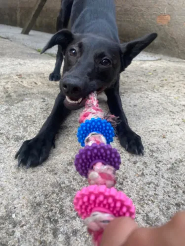 Cachorrinha pra doção 