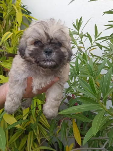 Poodle com shitzu