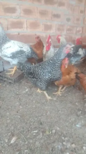 Galinha caipira,e frango