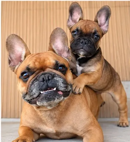 Buldogue francês