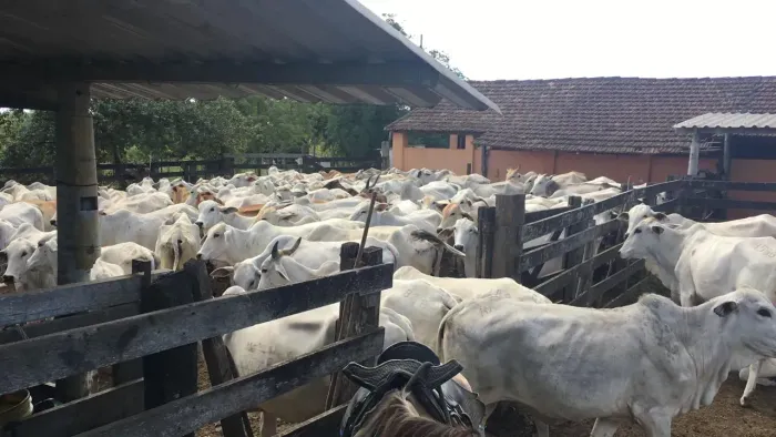 Imóvel para venda tem 52 alqueires (RJ) em Centro Sao Vicente - Araruama - RJ