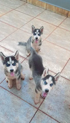 Filhote macho de husky siberiano 
