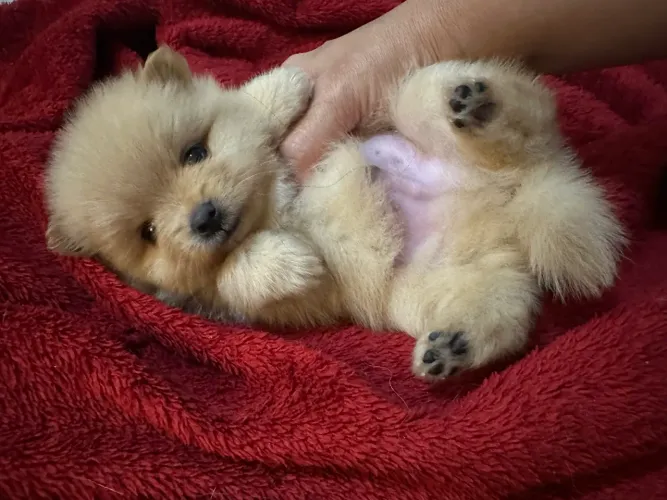 Lulu da pomerania anão 