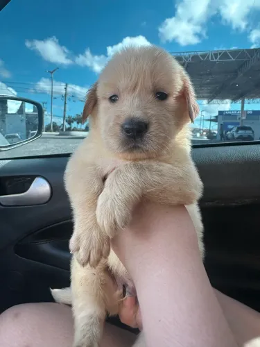 Filhote de golden retriver com 65 dias já vacinado 