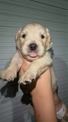 Golden Retriever macho