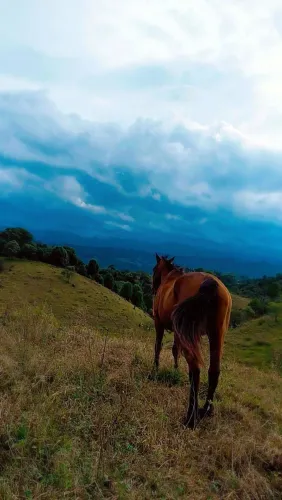 Cavalo quarto de milha 