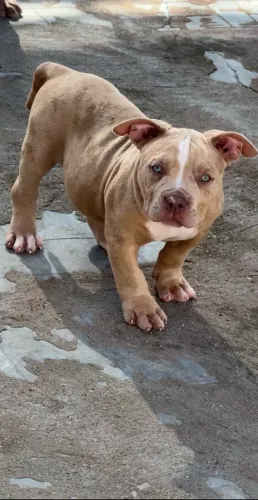 PIT MONSTER MACHO 