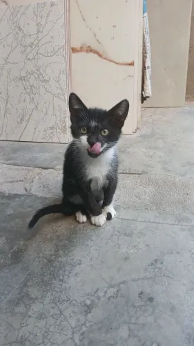 Dois gatos filhotes pra doação imediata