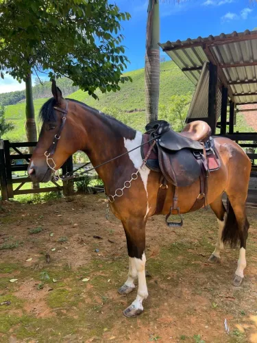 Cavalo  ( R$ 15 Mil )
