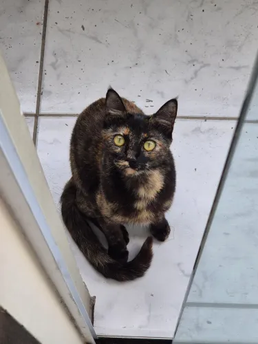 Doa-se gata