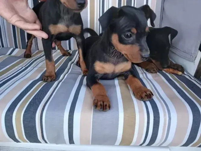 Filhotinhos Pinscher/Pincher/Pinsher/Pintier fofinhos, sociáveis e inteligentes