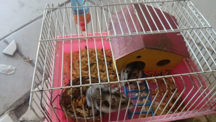 Hamister