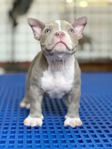 American Bully - Filhotes Encantadores E Amorosos 