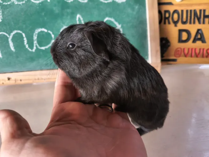 Machinho Filhote Porquinho da Índia Inglês 