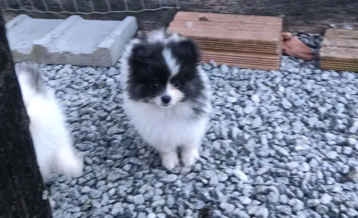 Lindos filhotes lulu da pomeranea ursinho anão 