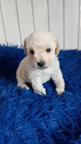 Poodle toy miniatura