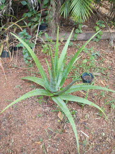 Mudas de Aloé Vera (Babosa)