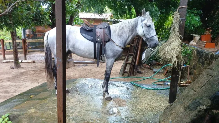 Mangalarga marchador
