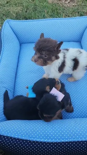 Yorkshire um amor gigante para um 4 patas tão pequenino