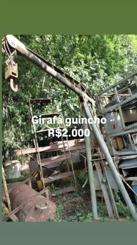 Girafa Guincho