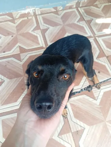 Cachorro para adoção responsável 