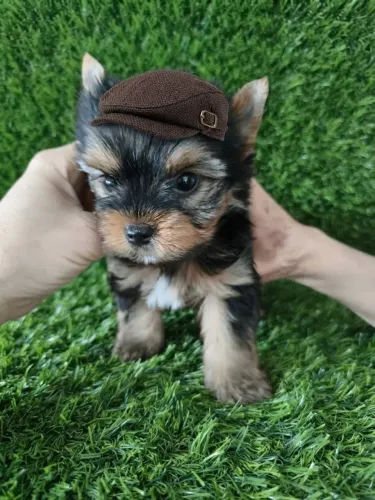 Yorkshire macho seu mais novo senhorzinho 