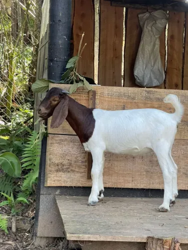 Cabrita Boer 3 meses Pura em Parelheiros sp 