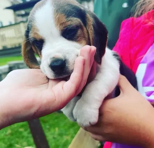 Filhotes de Beagle | Alegria que aquece.