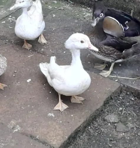 Fêmea de pato carolina