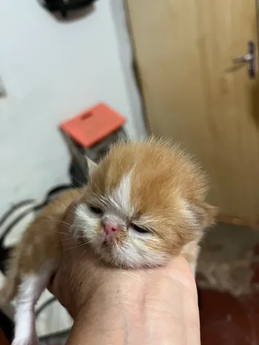 Vendas 