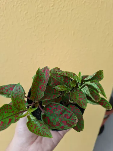 Planta