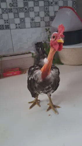 Garnize polaco galize polaquinho