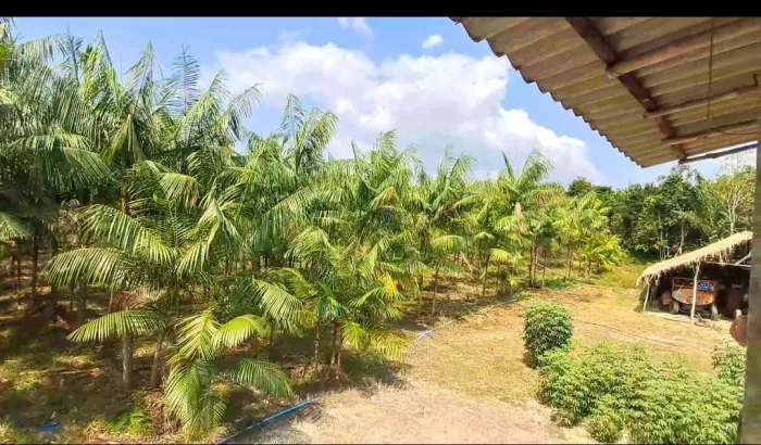 ? OPORTUNIDADE! SÍTIO EM CURUÇÁ - 15,4 HECTARES POR APENAS R$ 150.000 ?