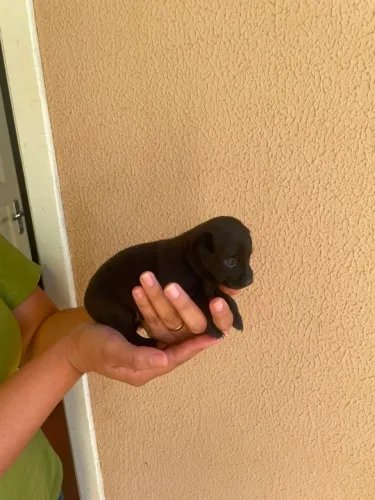 Pinscher 