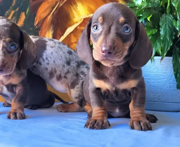 Afetuoso!! Filhote de Dachshund a Pronta Entrega.