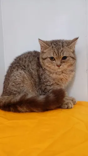 Gato britsh shorthaer