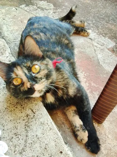 Doação filhotes