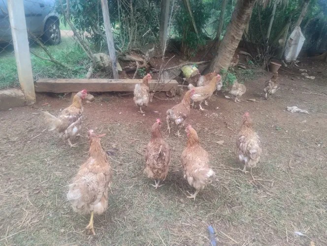 Galinhas 
