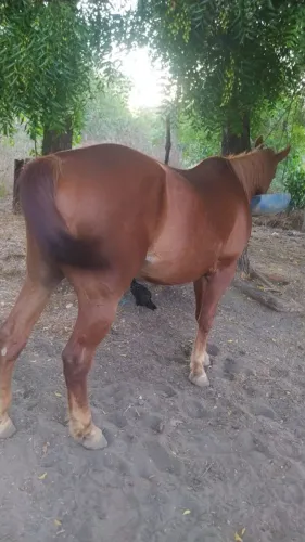 Cavalo de direita vaquejada 