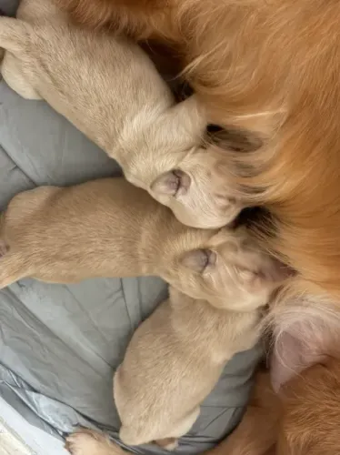 Filhotes de GOLDEN DOAÇÃO RESPONSÁVEL