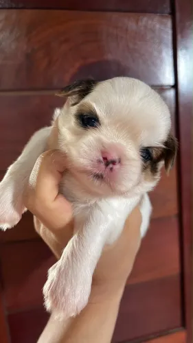 Lindos filhotes de Shih tzus